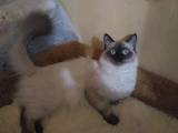 Кішки, кошенята Невськая маскарадна, Фото