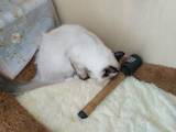 Кішки, кошенята Невськая маскарадна, Фото