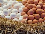 Продовольство Яйця, ціна 17.90 Грн., Фото
