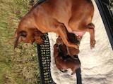 Собаки, щенки Пинчер, цена 3000 Грн., Фото