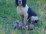 Собаки, щенята Російський спаніель, ціна 5000 Грн., Фото