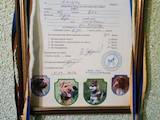 Собаки, щенки Русский спаниель, цена 5000 Грн., Фото