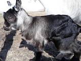 Тваринництво,  Сільгосп тварини Кози, ціна 6000 Грн., Фото