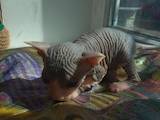 Кошки, котята Донской сфинкс, цена 2800 Грн., Фото