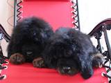 Собаки, щенки Тибетский мастиф, цена 1000 Грн., Фото