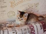 Кошки, котята Шотландская короткошерстная, цена 6000 Грн., Фото