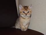 Кішки, кошенята Шотландська короткошерста, ціна 6000 Грн., Фото
