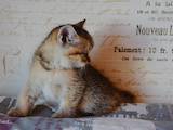 Кішки, кошенята Шотландська короткошерста, ціна 6000 Грн., Фото