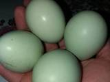Продовольствие Яйца, цена 35 Грн., Фото