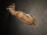 Собаки, щенята Американський стаффордширський тер'єр, ціна 1500 Грн., Фото