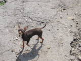 Собаки, щенята Чихуа-хуа, ціна 7000 Грн., Фото