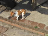 Собаки, щенята Чихуа-хуа, ціна 7000 Грн., Фото