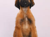 Собаки, щенята Афганська хортиця, ціна 40000 Грн., Фото
