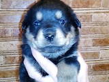 Собаки, щенята Ротвейлер, ціна 3500 Грн., Фото
