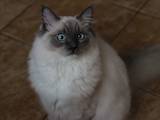 Кошки, котята Рэгдолл, цена 16000 Грн., Фото