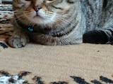 Кошки, котята Шотландская вислоухая, цена 1300 Грн., Фото