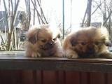 Собаки, щенки Пекинес, цена 900 Грн., Фото