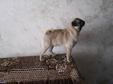 Собаки, щенята Мопс, ціна 2500 Грн., Фото