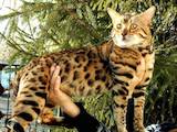 Кішки, кошенята Бенгальськая, ціна 5500 Грн., Фото