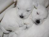 Собаки, щенки Вестхайленд уайт терьер, цена 25000 Грн., Фото