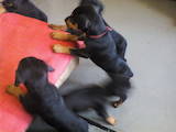 Собаки, щенки Доберман, цена 1800 Грн., Фото