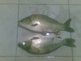 Рибки, акваріуми Рибки, ціна 50 Грн., Фото