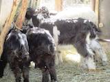 Тваринництво,  Сільгосп тварини Кози, ціна 500 Грн., Фото
