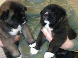 Собаки, щенки Американский акита, цена 16000 Грн., Фото