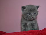 Кошки, котята Шотландская короткошерстная, цена 1700 Грн., Фото