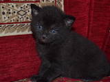 Кошки, котята Шотландская короткошерстная, цена 1700 Грн., Фото