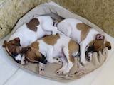 Собаки, щенки Гладкошерстный фокстерьер, цена 2500 Грн., Фото
