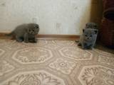 Кішки, кошенята Британська короткошерста, ціна 2100 Грн., Фото