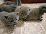 Кошки, котята Британская короткошерстная, цена 2100 Грн., Фото