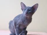 Кішки, кошенята Орієнтальна, ціна 5000 Грн., Фото