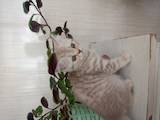 Кошки, котята Шотландская короткошерстная, цена 1400 Грн., Фото