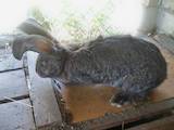 Животноводство Кролиководство, цена 85 Грн., Фото