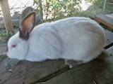 Тваринництво,  Сільгосп тварини Кролики, Нутрії, ціна 85 Грн., Фото