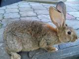Животноводство,  Сельхоз животные Кролики, Нутрии, цена 85 Грн., Фото