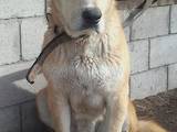Собаки, щенята Кавказька вівчарка, ціна 100 Грн., Фото