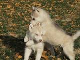 Собаки, щенята Сибірський хаськи, ціна 2000 Грн., Фото