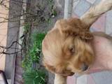 Собаки, щенки Русский спаниель, цена 900 Грн., Фото