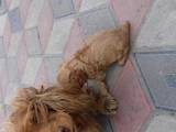 Собаки, щенята Російський спаніель, ціна 900 Грн., Фото