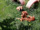 Собаки, щенки Русский спаниель, цена 1500 Грн., Фото