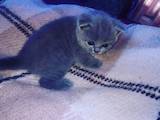 Кішки, кошенята Британська короткошерста, ціна 1000 Грн., Фото
