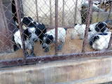 Собаки, щенята Російський спаніель, ціна 1500 Грн., Фото