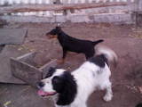 Собаки, щенки Русский спаниель, цена 1000 Грн., Фото