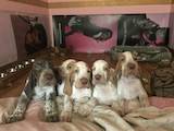 Собаки, щенята Італійська Бракко, ціна 25000 Грн., Фото