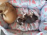 Собаки, щенки Чау-чау, цена 6000 Грн., Фото
