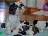 Собаки, щенки Ши-тцу, цена 4000 Грн., Фото