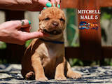 Собаки, щенки Американский стаффордширский терьер, цена 13000 Грн., Фото